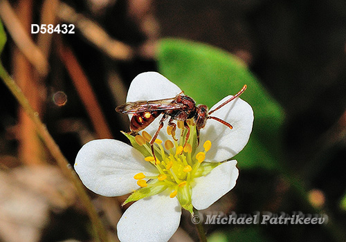 Spotted Nomad Bee (Nomada maculata)